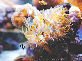 可爱的海葵丛中的小丑鱼图片