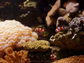 茂密的海葵丛中的小丑鱼图片