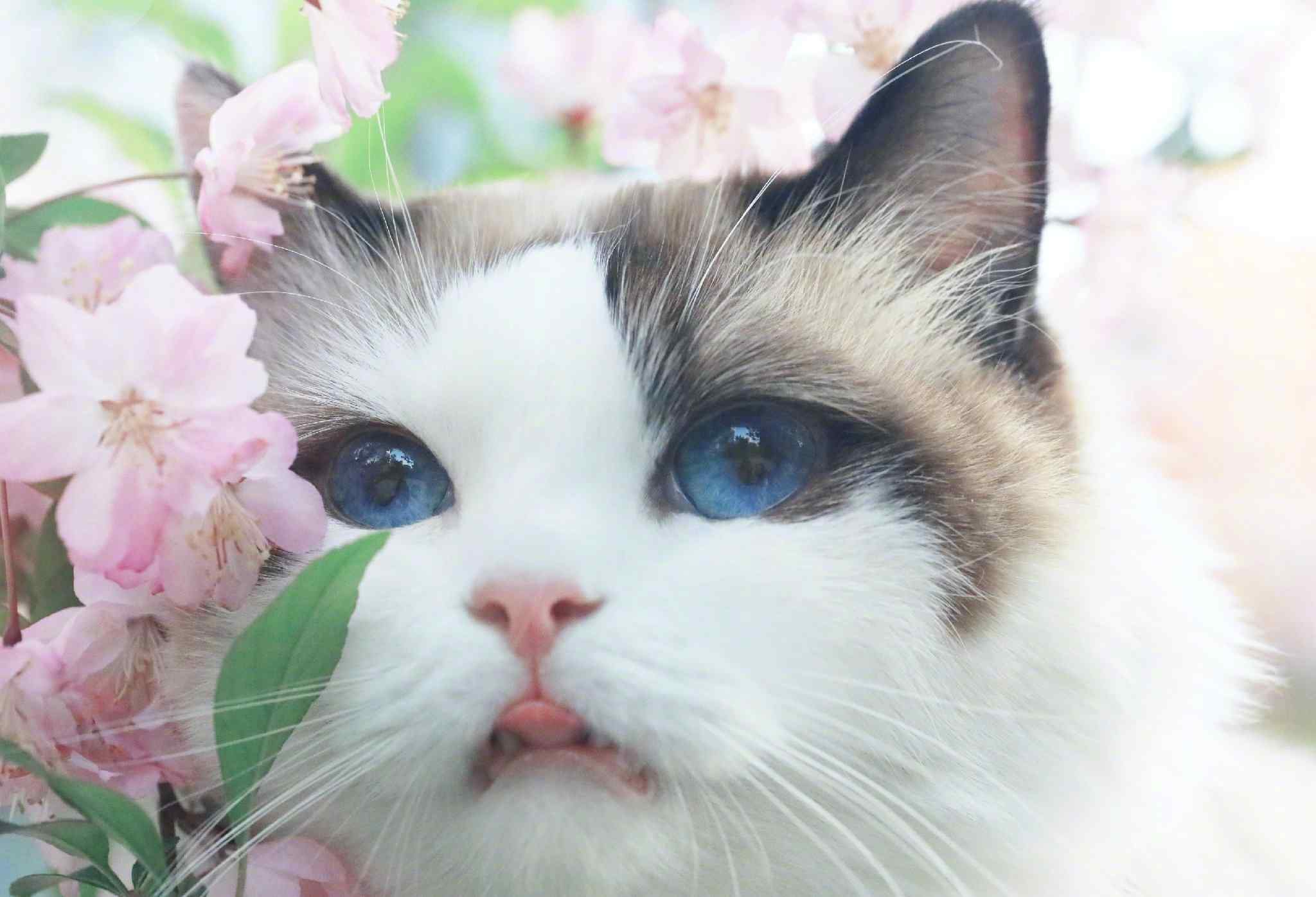 花丛间可爱的布偶猫桌面壁纸