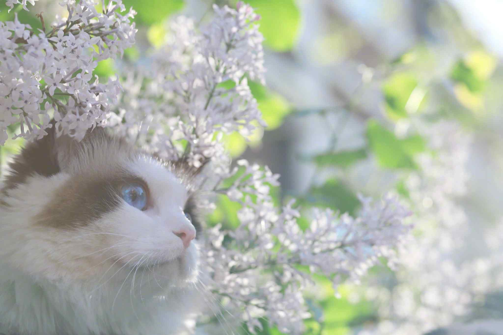 唯美好看的布偶猫在花丛间桌面壁纸