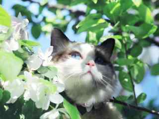 可爱布偶猫躲在树