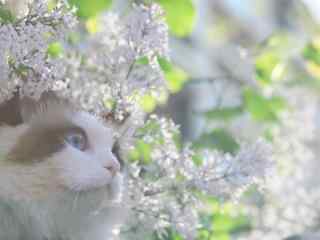 唯美好看的布偶猫在花丛间桌面壁纸