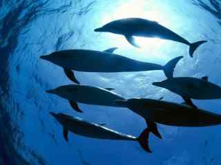 蓝色系列大海海豚桌面壁纸