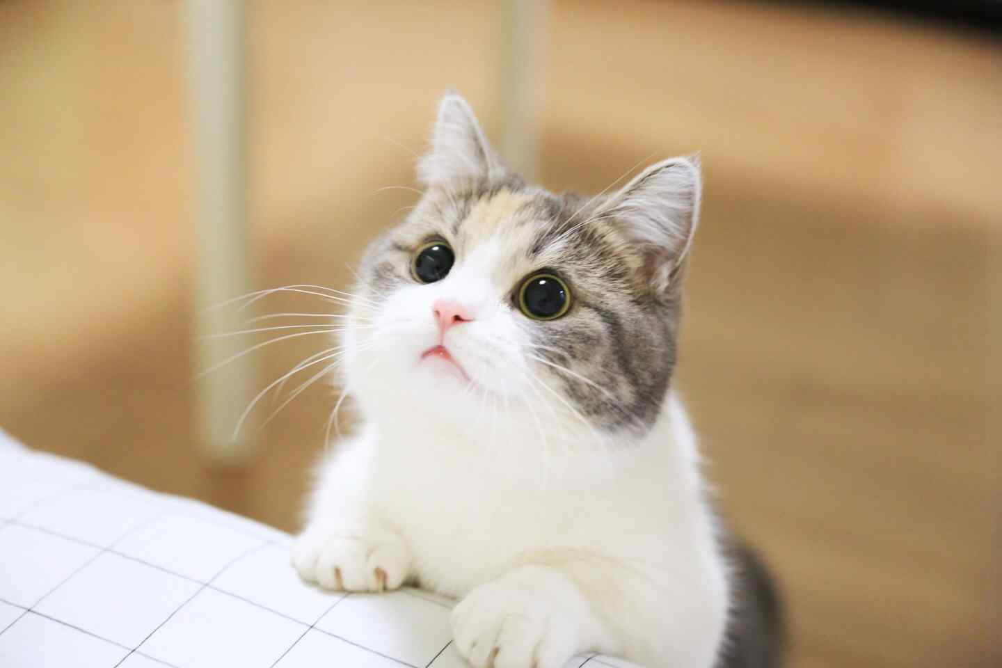 小猫咪可爱桌面壁纸