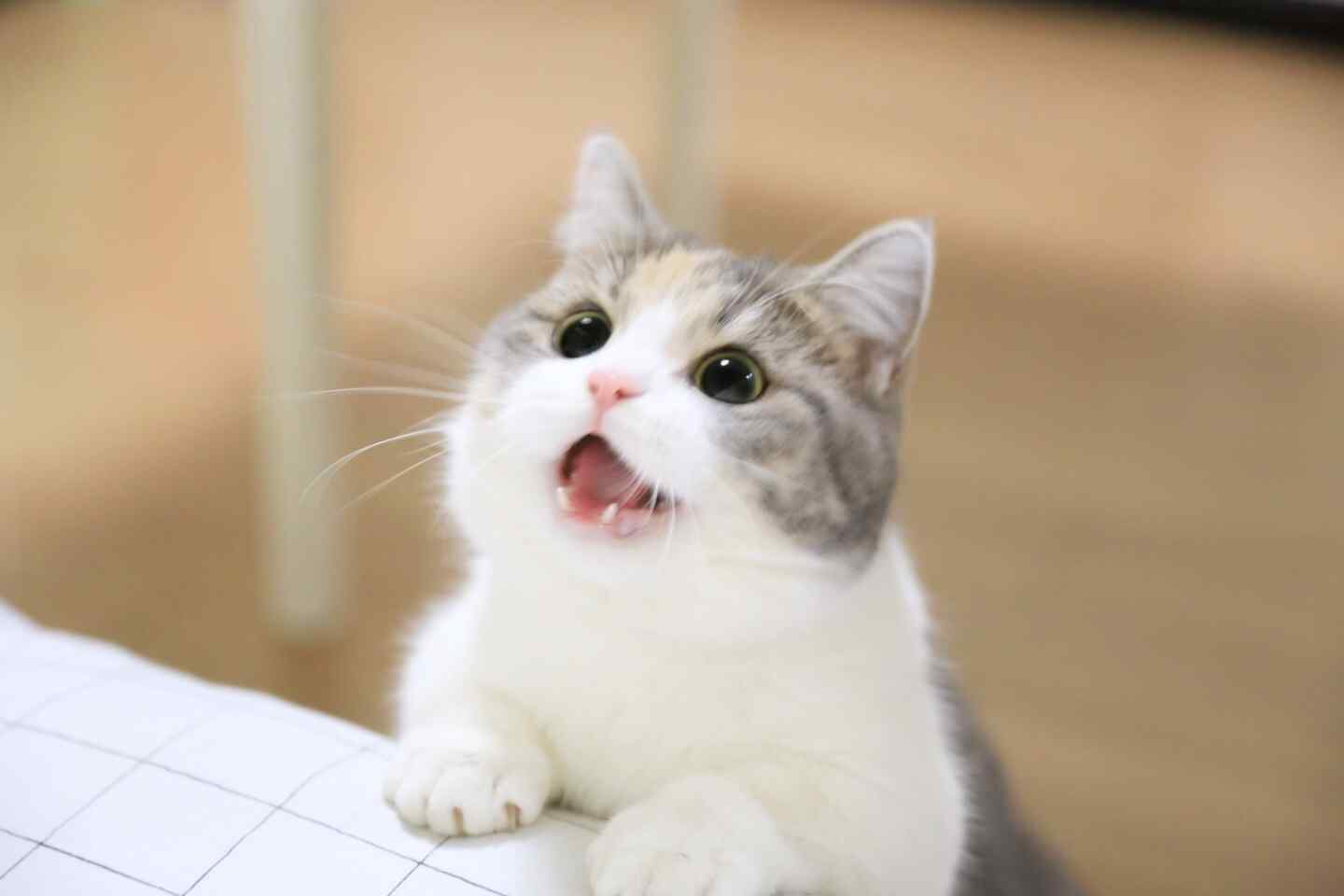 可爱猫咪高清桌面壁纸