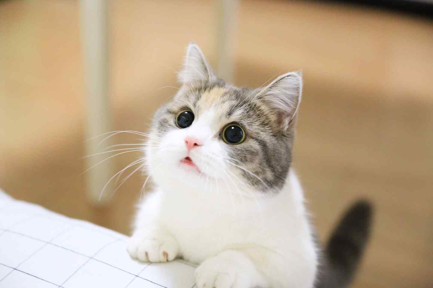 可爱小猫咪桌面壁纸