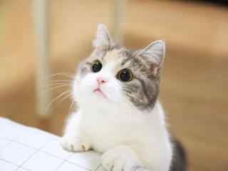 小猫咪可爱桌面壁纸