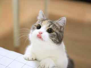 猫咪吐舌头可爱桌面壁纸