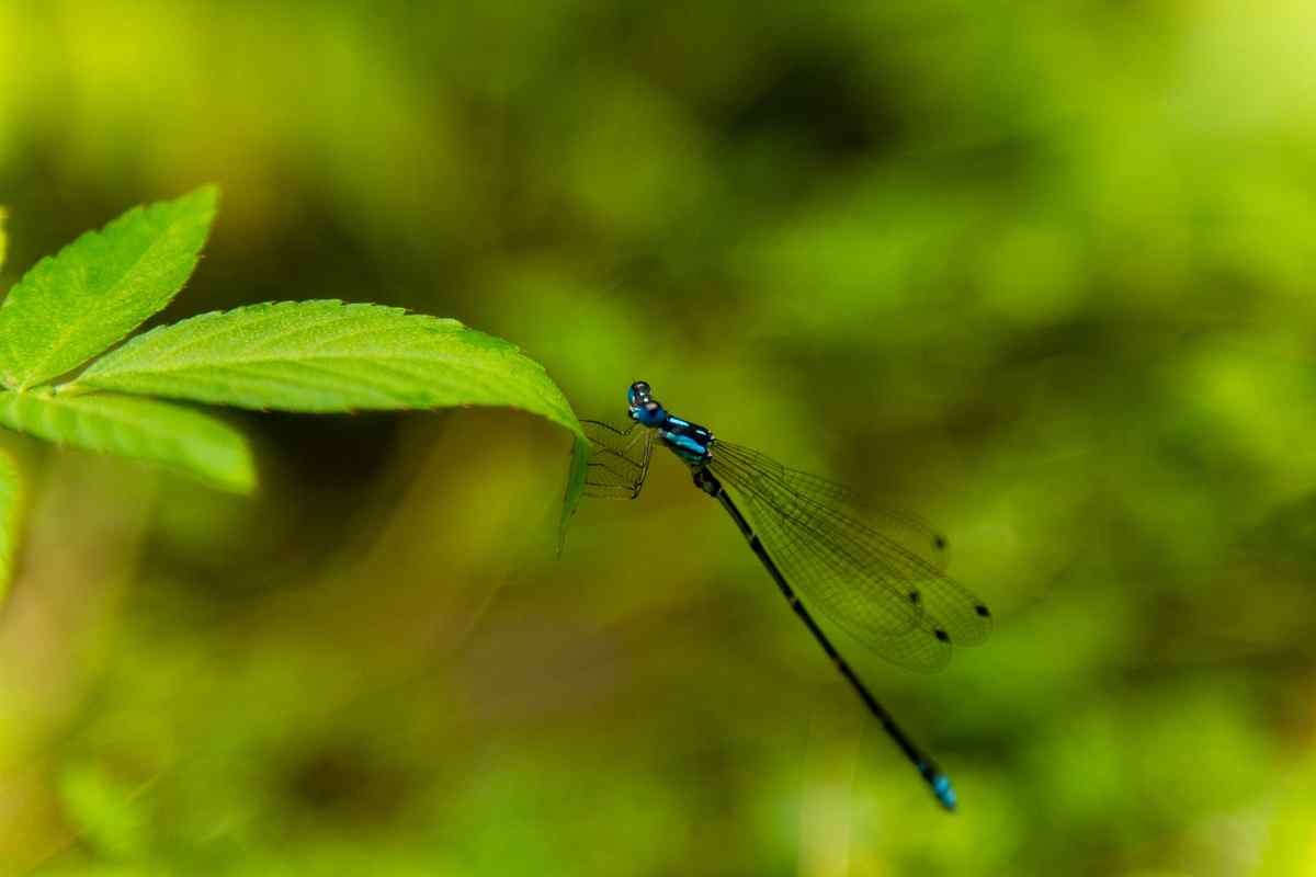 蓝蜻蜓清新护眼桌面壁纸