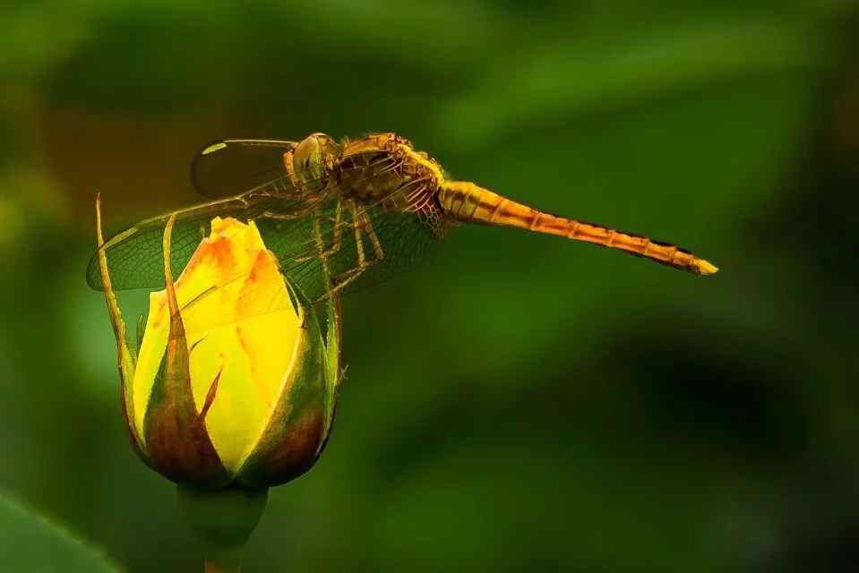立在花苞上的蜻蜓桌面壁纸