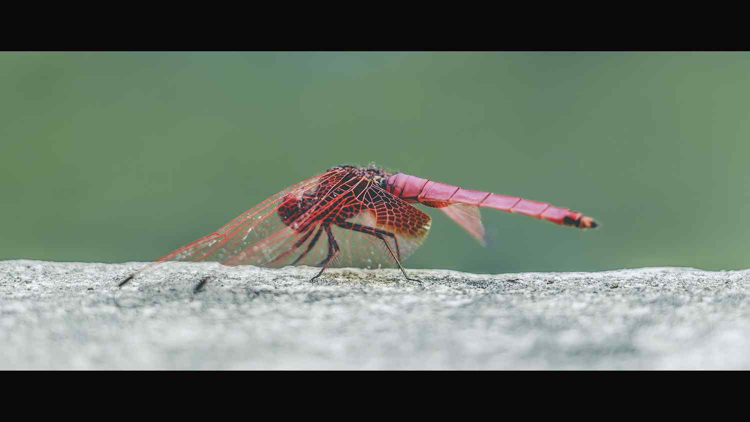 红蜻蜓高清桌面壁纸