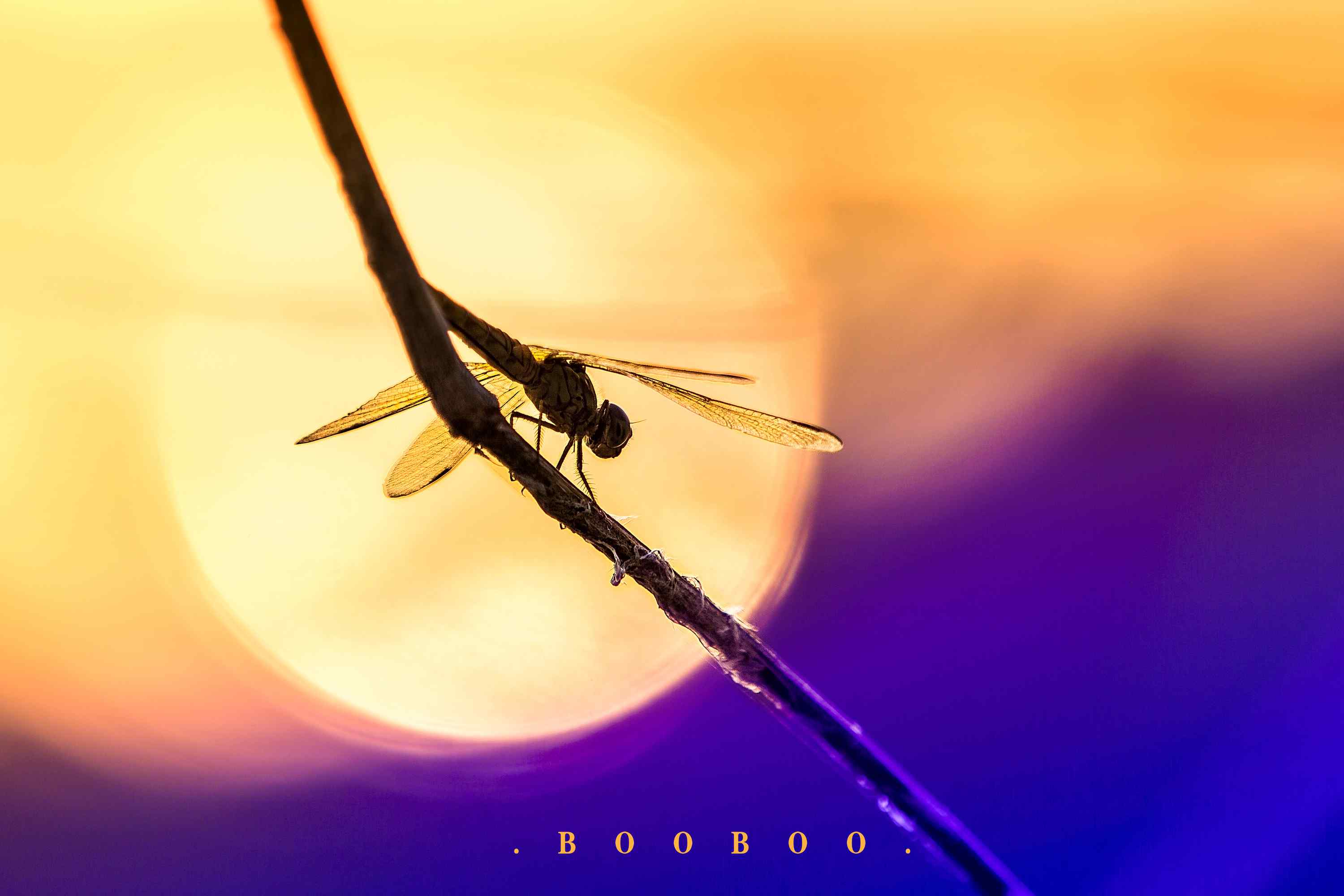 夕阳下唯美的蜻蜓摄影壁纸