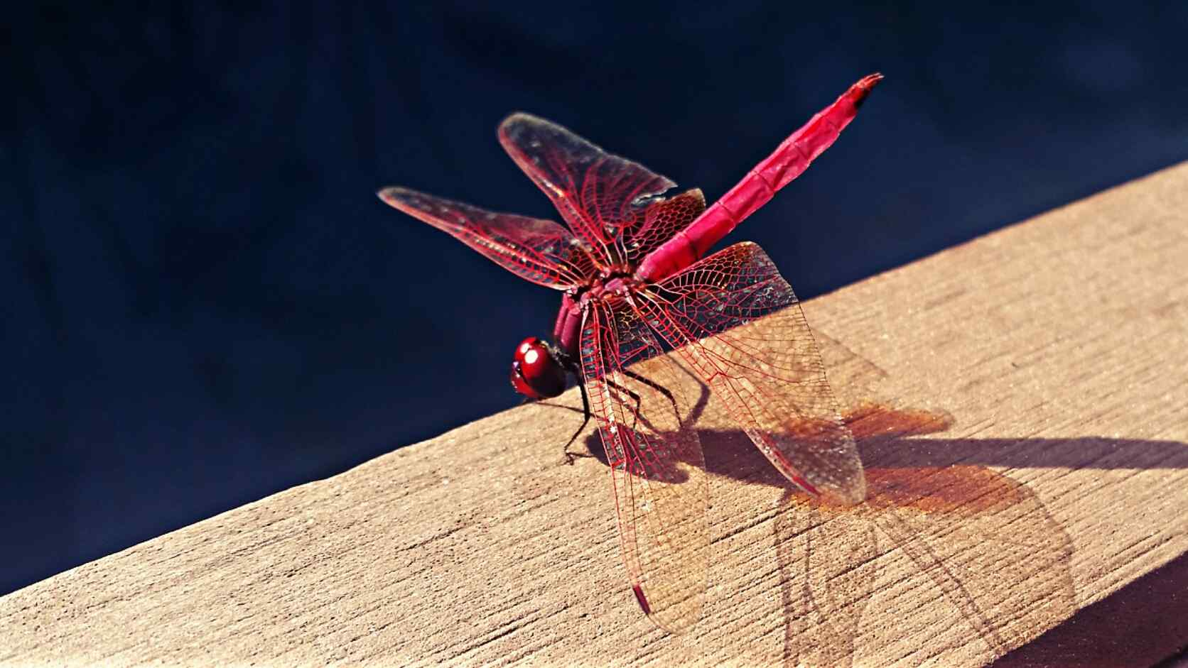 红蜻蜓唯美高清壁纸