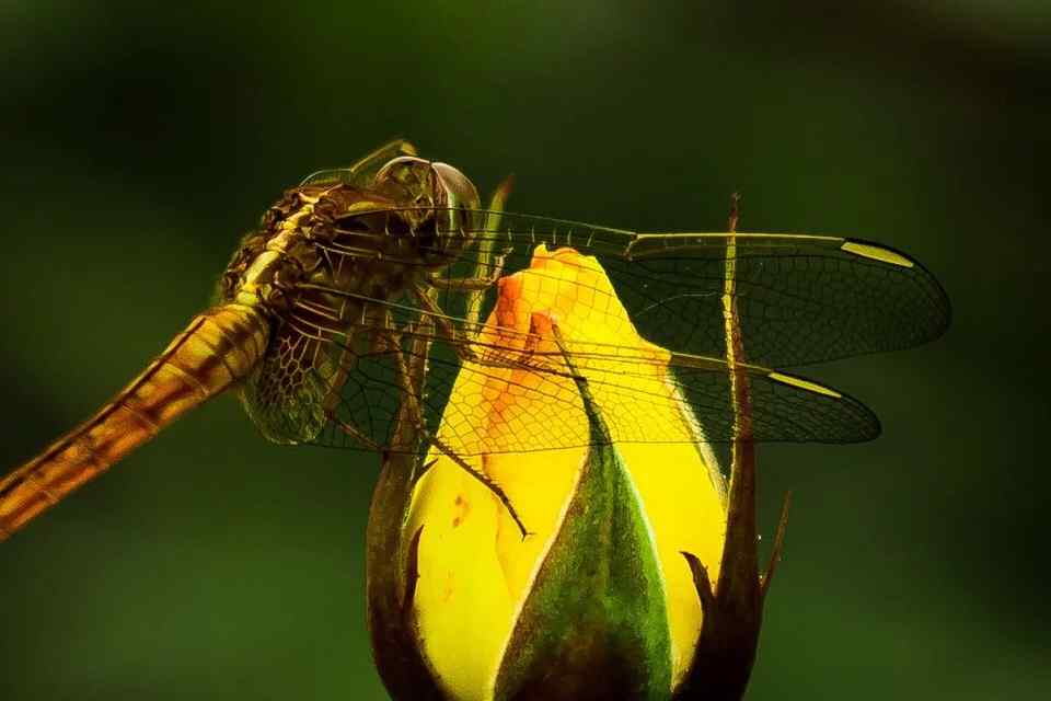 停在花苞上的小蜻蜓桌面壁纸