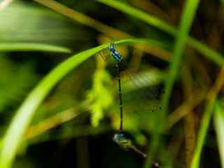 可爱的蓝蜻蜓护眼