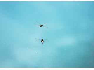 蓝天下的两只蜻蜓图片壁纸
