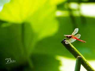 红蜻蜓与绿色荷叶