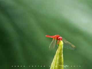 红蜻蜓与清新荷叶