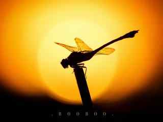 夕阳下唯美的蜻蜓