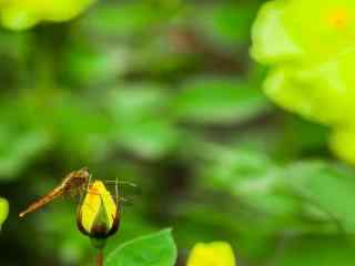 停在花苞上的小蜻蜓桌面壁纸