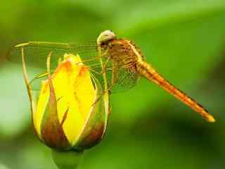 立在花苞上的蜻蜓桌面壁纸