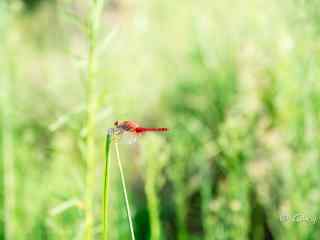 小清新红蜻蜓高清