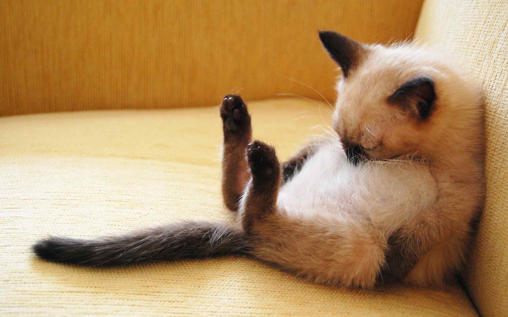 抱着自己睡着的猫咪桌面壁纸