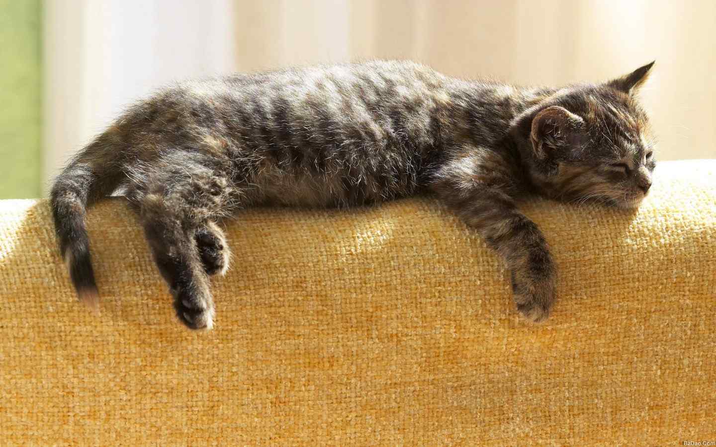 趴在沙发上睡觉的猫咪桌面壁纸