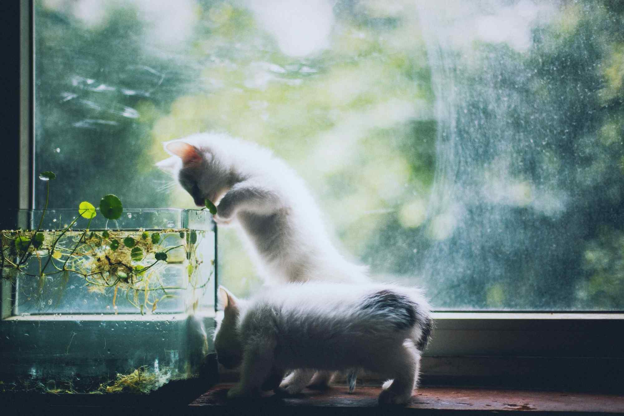 两只窗边玩耍的小奶猫桌面壁纸