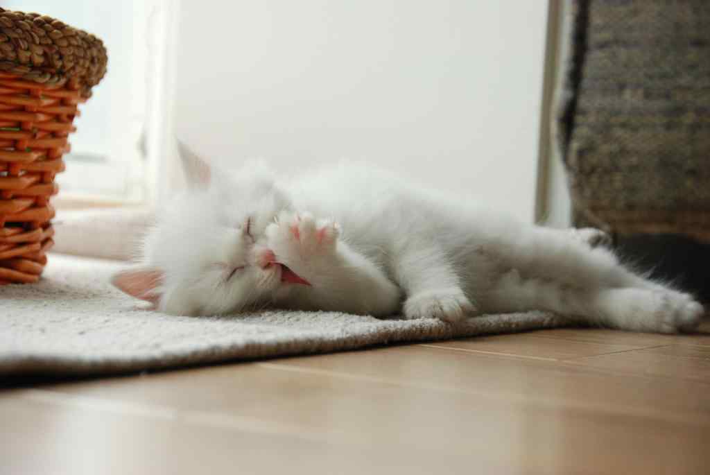白色的猫咪睡觉桌面壁纸