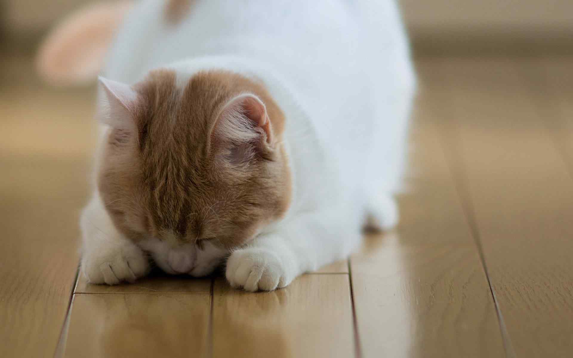 趴在地上睡觉的猫咪桌面壁纸