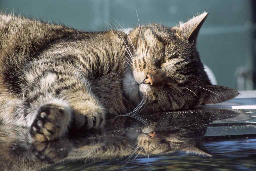 睡在水池边的可爱猫咪桌面壁纸