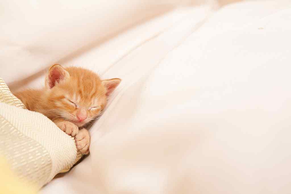 躲在毯子里睡觉的猫咪桌面壁纸