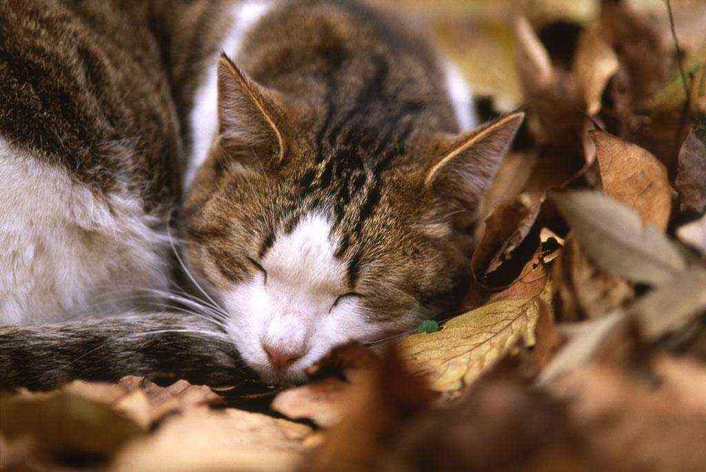 趴在落叶上睡觉的猫咪桌面壁纸