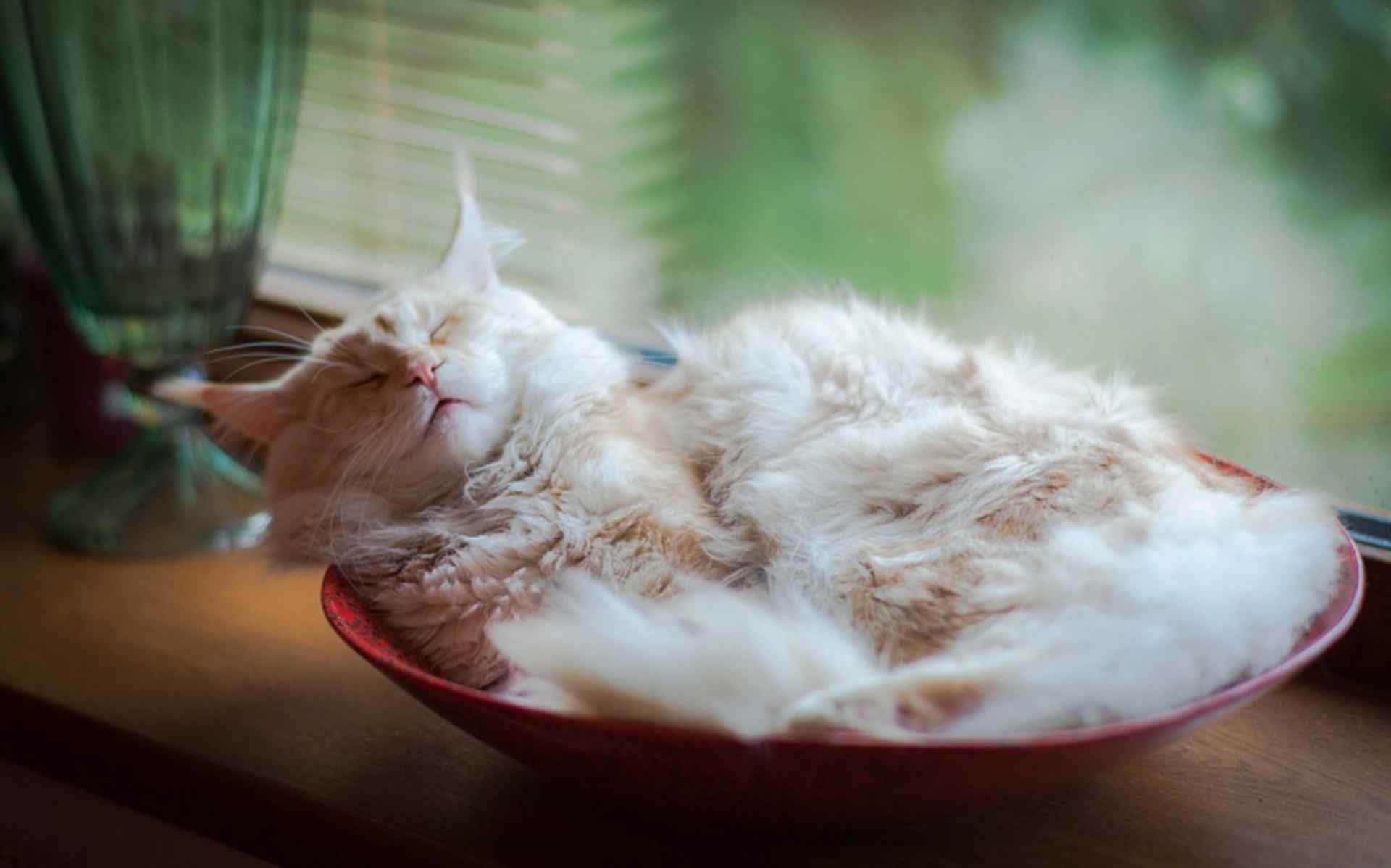 在盘子里睡着的猫咪桌面壁纸