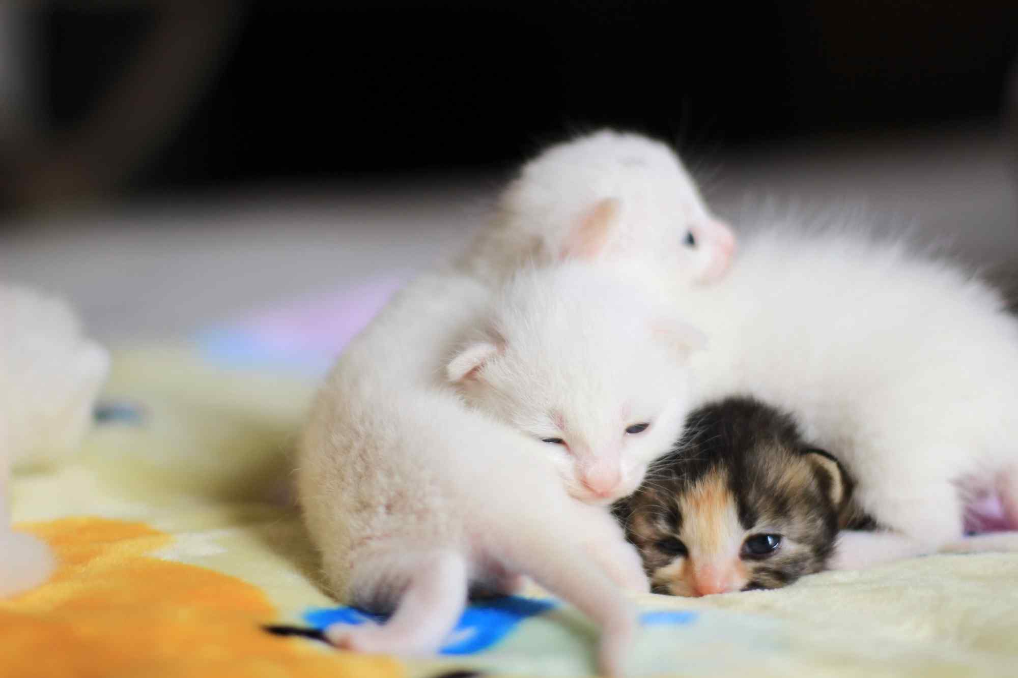 三只可爱的小奶猫高清桌面壁纸