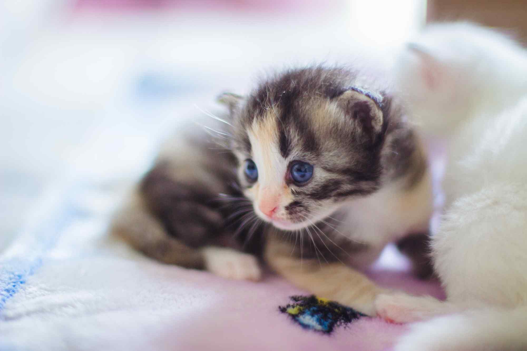 超级可爱的小奶猫高清桌面壁纸