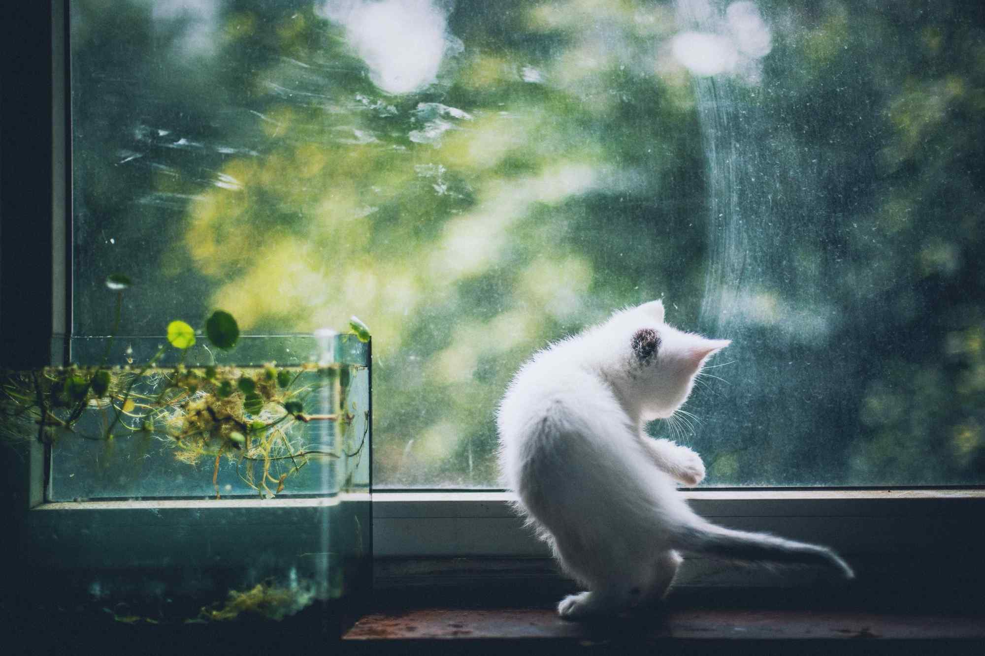 看窗外的白色小奶猫桌面壁纸