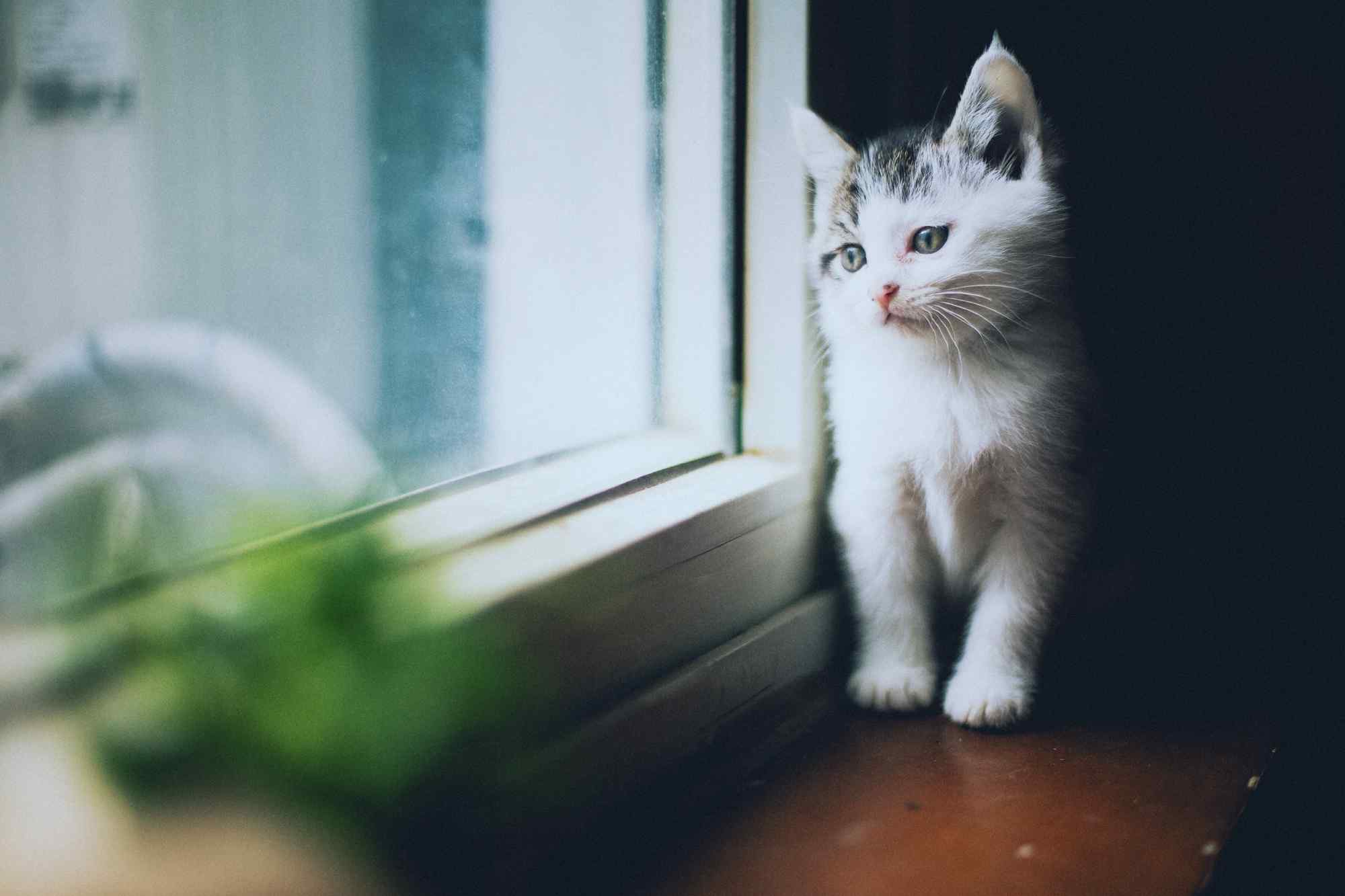 看窗外的白色小奶猫桌面壁纸