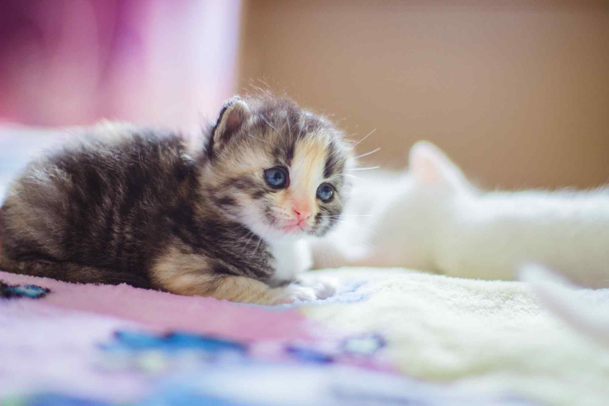 超级可爱的小奶猫高清桌面壁纸