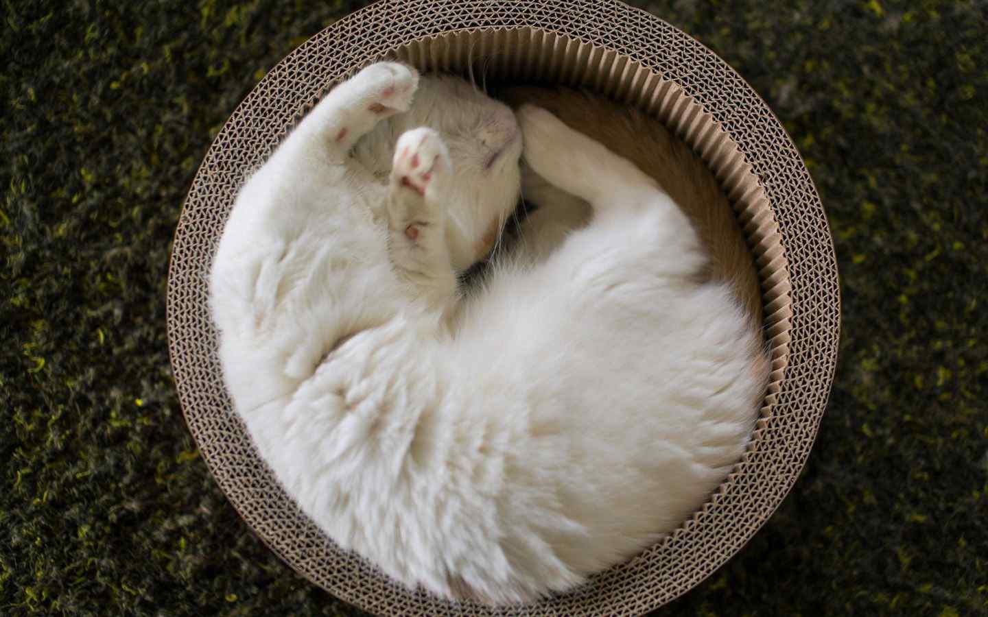 在篮子里睡着的猫咪桌面壁纸