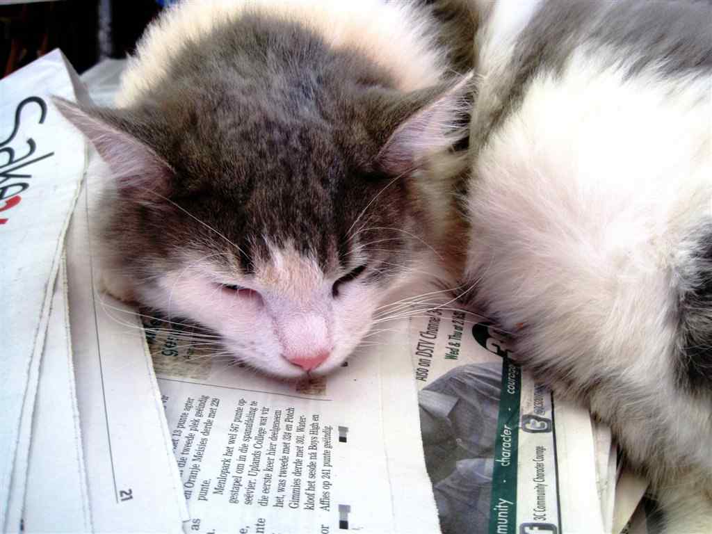 趴在报纸上睡觉的猫咪桌面壁纸