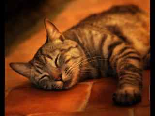 趴在地板上睡觉的可爱猫咪桌面壁纸