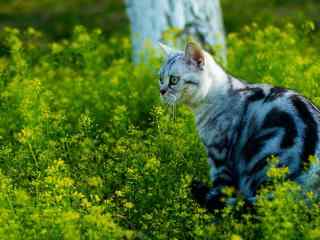小清新草地上的猫咪高清壁纸