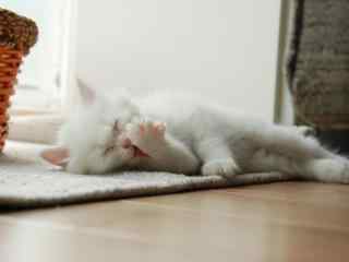 白色的猫咪睡觉桌面壁纸