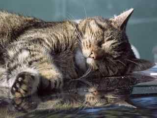 睡在水池边的可爱猫咪桌面壁纸