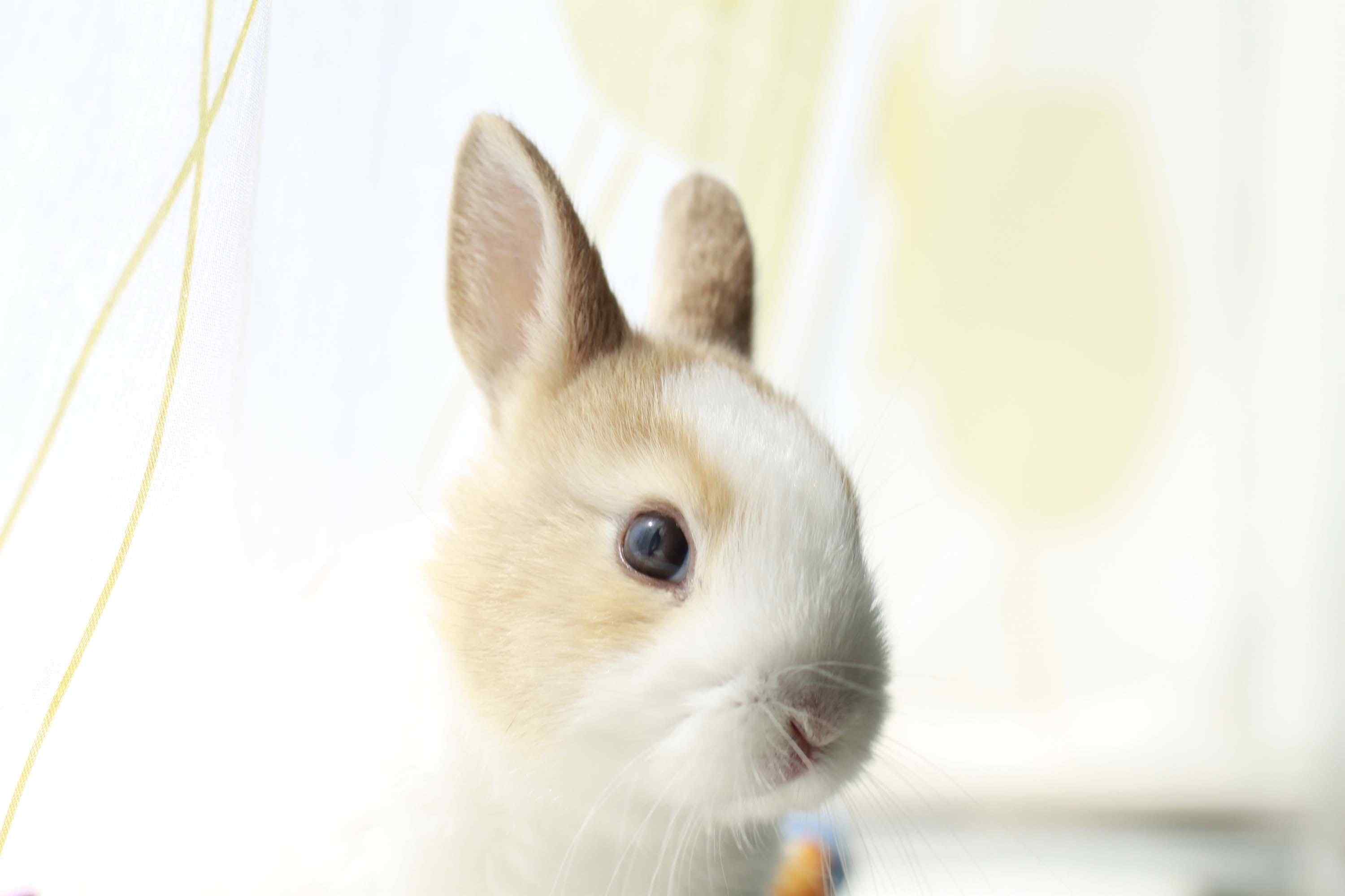 窗边上的小兔子可爱壁纸