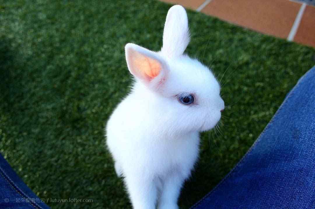 可爱的白色小兔子桌面壁纸