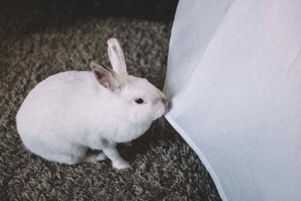 白色小兔子咬床单桌面壁纸