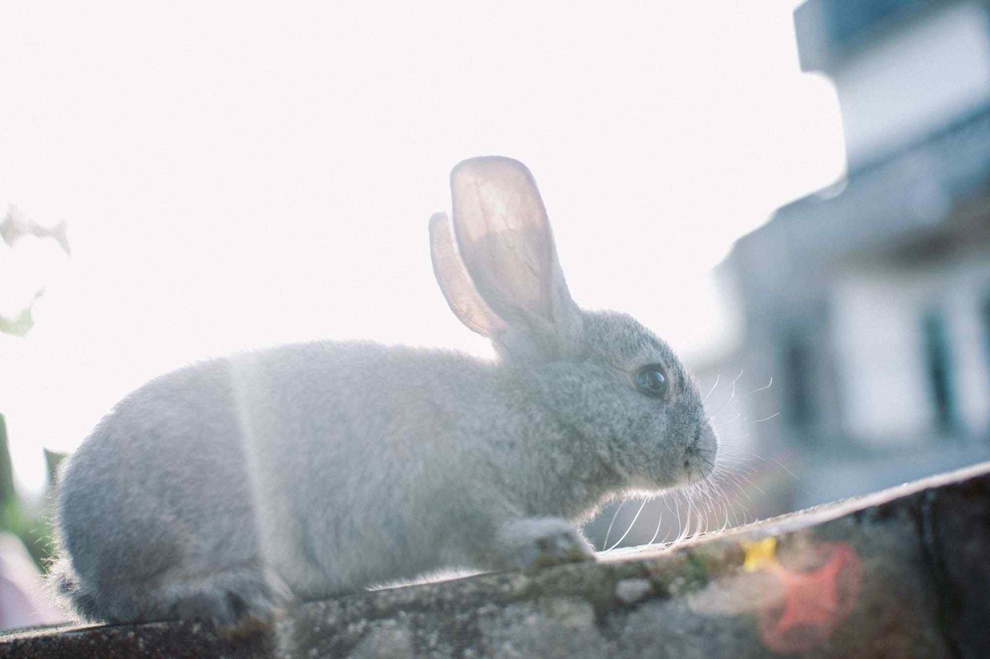 萌萌哒灰色小兔子可爱壁纸